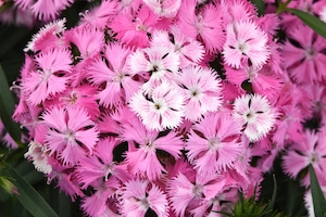 Dianthus 'Rockin' Pink Magic' 